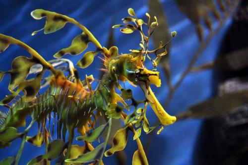 Животные с ярким окрасом. 10 животных с самой яркой окраской.