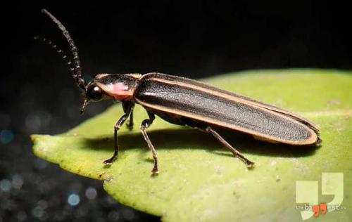 Самые кровожадные животные. 10 самых свирепых убийц в мире животных