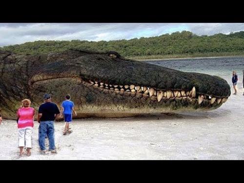 Самые самые среди животных. Непревзойденные рекордсмены мира животных