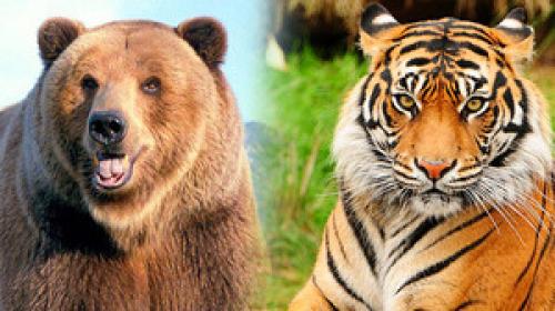 Какие животные по силе могут сравниться с тигром. Бурый медведь против уссурийского тигра