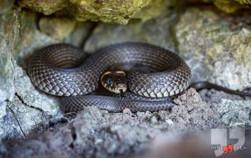 Самые кровожадные животные. 10 самых свирепых убийц в мире животных