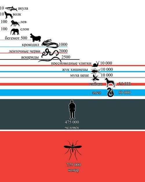 Самое смертоносное животное в мире. Рейтинг самых смертоносных для людей животных-убийц