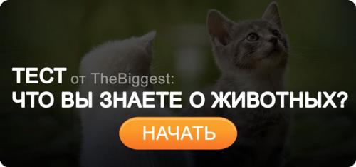 Самые кровожадные животные. 10 самых свирепых убийц в мире животных