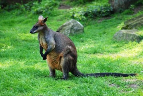 Какая скорость у кенгуру. Описание и характеристика животного