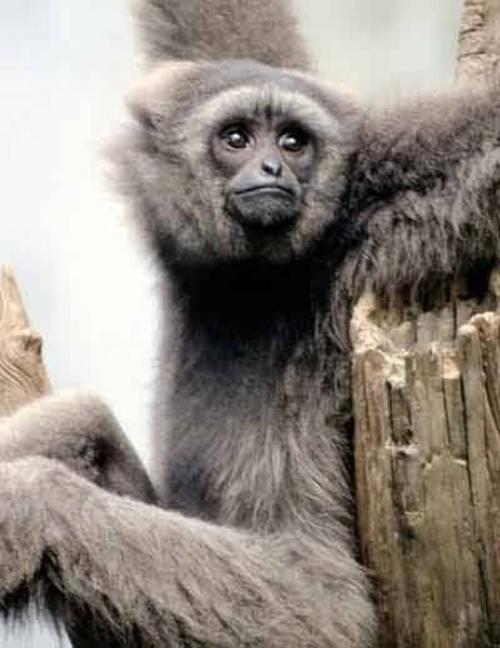 Скорость гориллы при беге 03