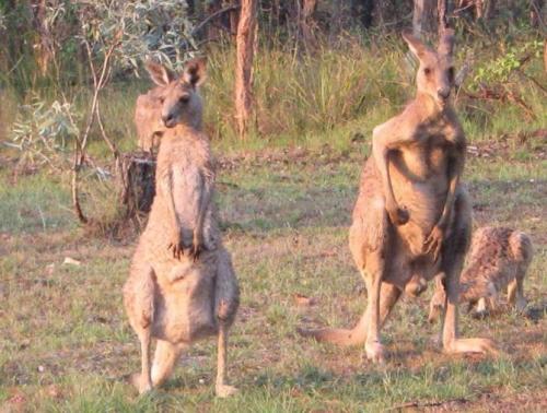 Какая скорость у кенгуру. Описание и характеристика животного