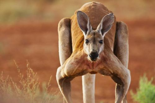 Какая скорость у кенгуру. Описание и характеристика животного