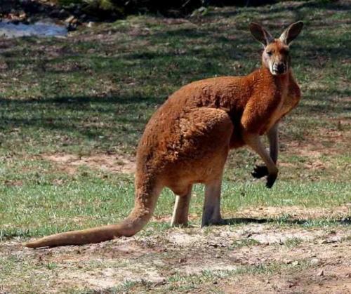 Какая скорость у кенгуру. Описание и характеристика животного