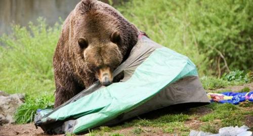 Во сколько раз медведь сильнее человека. Категорически запрещено