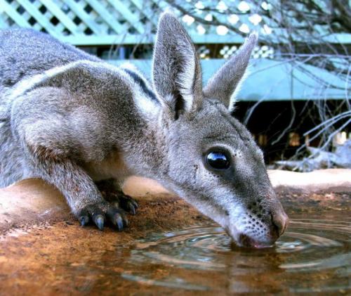 Какая скорость у кенгуру. Описание и характеристика животного