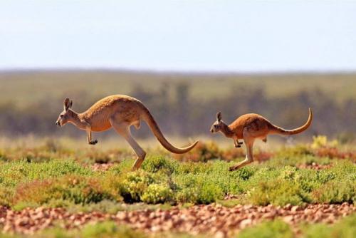 Какая скорость у кенгуру. Описание и характеристика животного