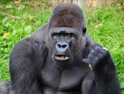 Какой вес может поднять взрослая горилла. Почему гориллы такие сильные и мускулистые без тренировок? 01