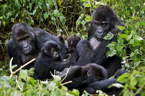 Есть ли какие-либо известные встречи между Львом и гориллой. Кто сильнее - горилла или лев? 13
