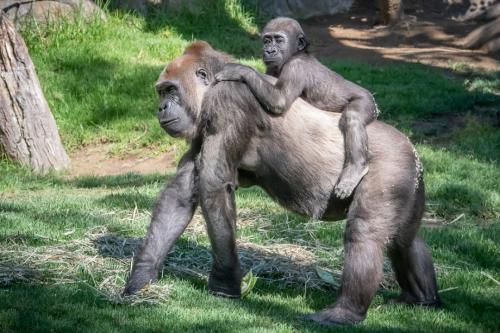 Интересные факты про горилл. Основное: 04