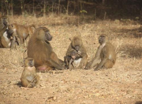 Интересные факты про горилл. Основное: 19