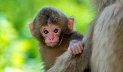 Интересные факты про горилл. Основное: 12