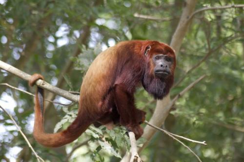 Интересные факты про горилл. Основное: 17