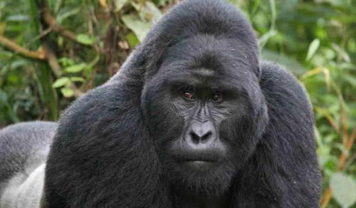 Горилла и человек сравнение. Интересные факты о гориллах