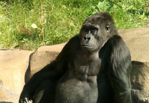 Интересные факты про горилл. Основное: 03