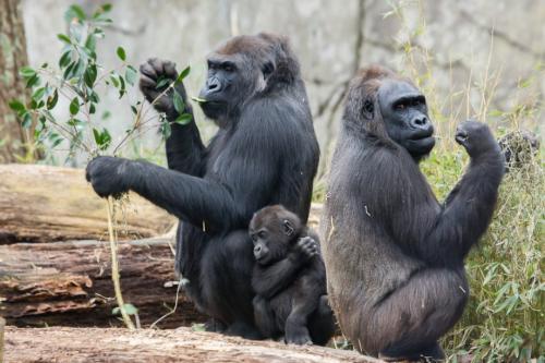 Есть ли какие-либо известные встречи между Львом и гориллой. Кто сильнее - горилла или лев? 05