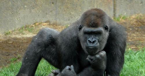 Есть ли какие-либо известные встречи между Львом и гориллой. Кто сильнее - горилла или лев? 06