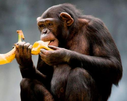 Интересные факты о шимпанзе. Чем питается