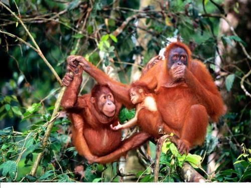 Интересные факты про горилл. Основное: 10