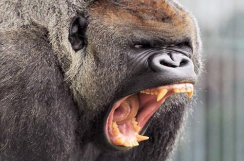 Есть ли какие-либо известные встречи между Львом и гориллой. Кто сильнее - горилла или лев?