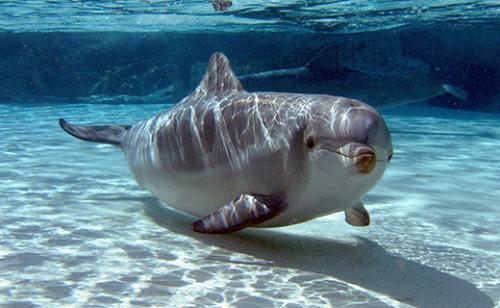 Дельфины единственные животные, которые. Всё о дельфинах