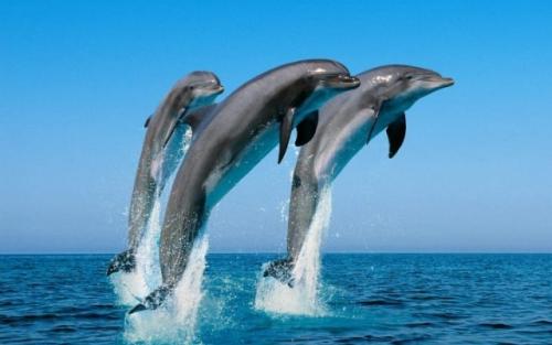 Интересные факты о дельфинах для детей. 25 крутых и интересных фактов о дельфинах