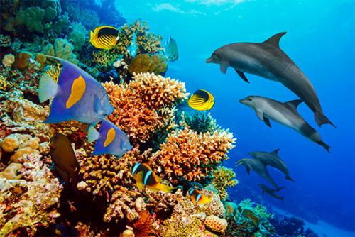 Дельфины единственные животные, которые. Всё о дельфинах