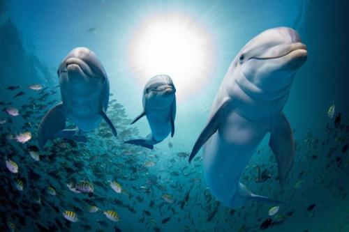 Дельфины единственные животные, которые. Всё о дельфинах