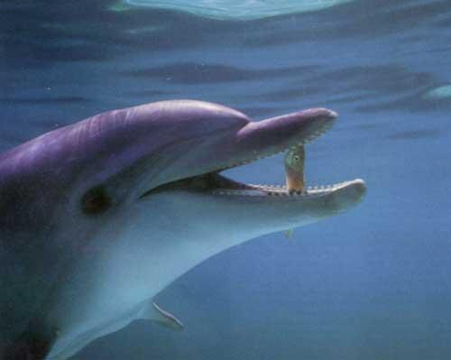Невероятные факты о дельфинах и их способностях. 25 крутых и интересных фактов о дельфинах 01