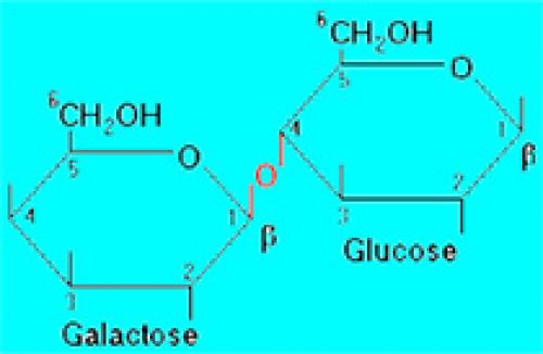 Древние люди начали пить молоко не ради лактозы. Когда ваши предки стали пить молоко во взрослом возрасте? 07