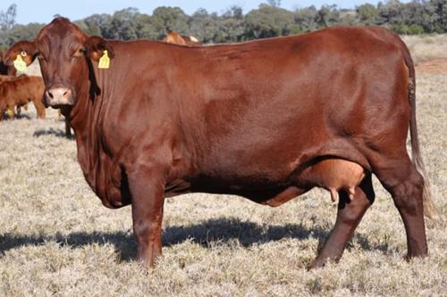 Все о коровах. Породы коров