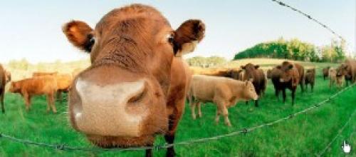 Интересные факты про быков. Интересные факты о коровах и быках