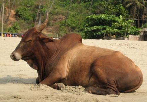 От кого произошли коровы. Корова на дворе – так и еда на столе