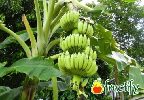 Сообщение про банан. О банановой траве