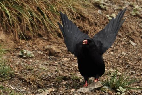 Клушица: Необычная «ворона» с красным клювом и лапами. Почему в Средние века её считали вестницей бед и пожаров?