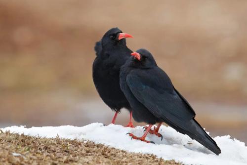 Клушица: Необычная «ворона» с красным клювом и лапами. Почему в Средние века её считали вестницей бед и пожаров?