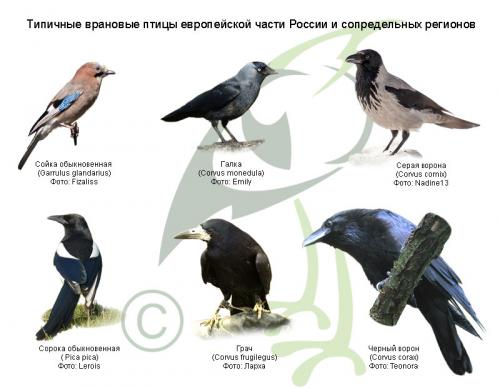 Самая высокогорная птица. 17 Самая высокогорная птица. 17