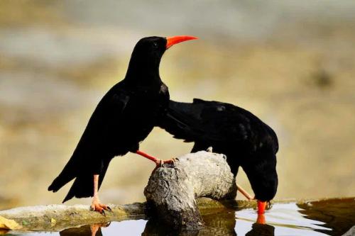 Клушица: Необычная «ворона» с красным клювом и лапами. Почему в Средние века её считали вестницей бед и пожаров?