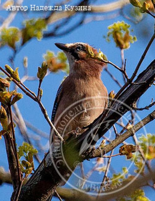 Самая высокогорная птица. 18