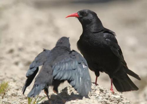 Клушица: Необычная «ворона» с красным клювом и лапами. Почему в Средние века её считали вестницей бед и пожаров?