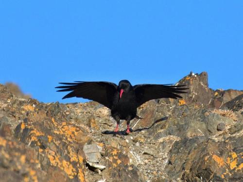 Клушица: Необычная «ворона» с красным клювом и лапами. Почему в Средние века её считали вестницей бед и пожаров?