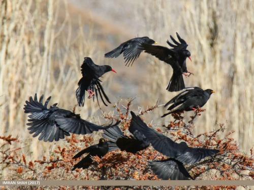 Клушица: Необычная «ворона» с красным клювом и лапами. Почему в Средние века её считали вестницей бед и пожаров?
