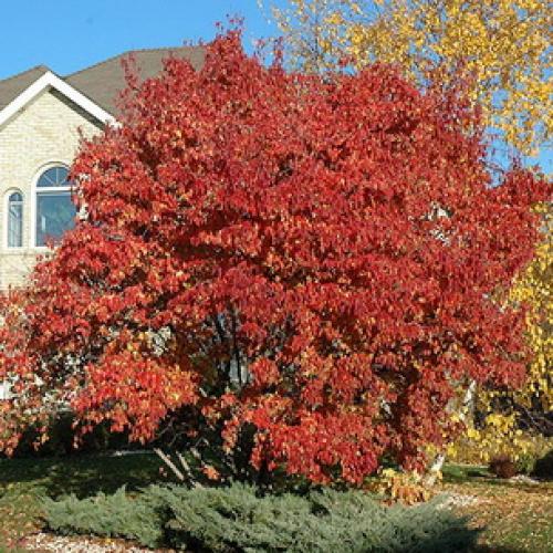 Несколько биологических фактов про кленовый лист. Общее описание 10