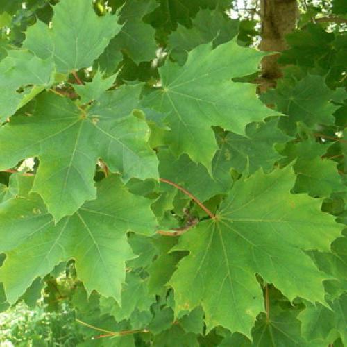 Несколько биологических фактов про кленовый лист. Общее описание 01