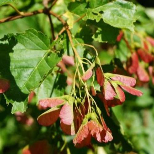 Несколько биологических фактов про кленовый лист. Общее описание 13