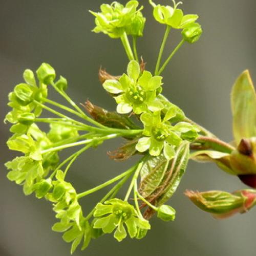 Несколько биологических фактов про кленовый лист. Общее описание 04